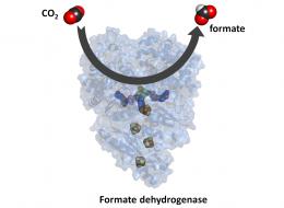 formate dehydrogenases