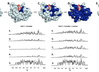 NMR Spectroscopy unveils new structural insights on Protein-Glycan Quinary Interactions